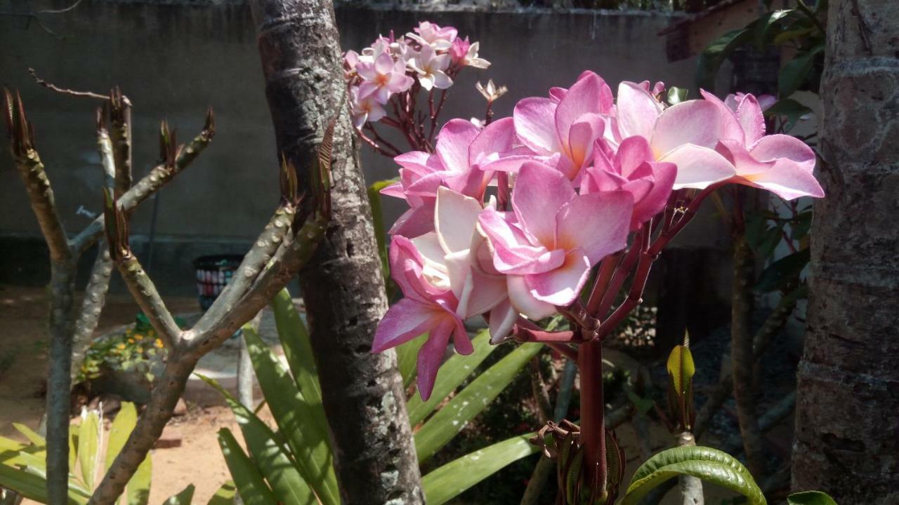نيجومبو Sampathaa Residence الغرفة الصورة